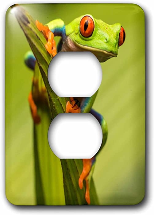3dRose (lsp_258550_6) 2 Plug Outlet Cover Costa Rica. Red-eyed tree frog close-up