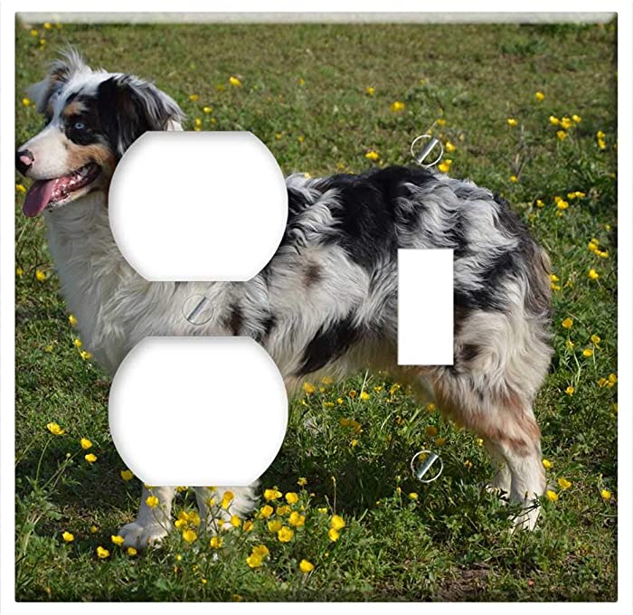 2-Gang, Outlet Toggle Combination Wall Plate Cover - Dog Young Dog Australian Sheperd SchAfer Dog