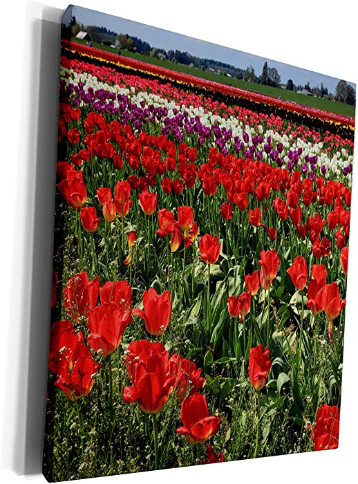 3dRose Danita Delimont - Farms - USA, Oregon, Woodburn, Wooden Shoe Tulip Farm - US38 RBR0708 - Rick A Brown - Museum Grade Canvas Wrap (cw_146198_1)