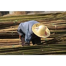 bamboo farmer making bundles