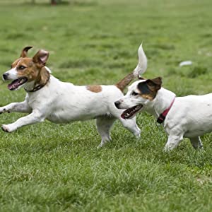 Image of clean and healthy dogs happily running