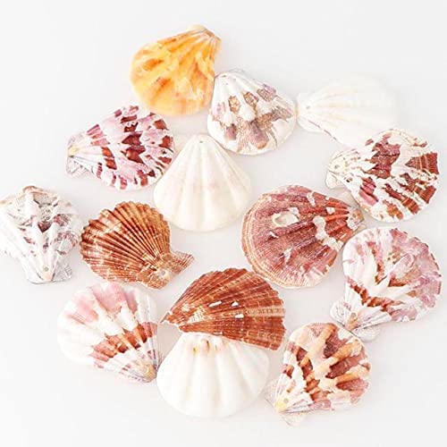 37chaoae 10pcs Jewelry Decoration Beach Fashion Seashells Sea Shells For DIY Caft Decor Jewelery Accessories Holes Shell Charm-19851