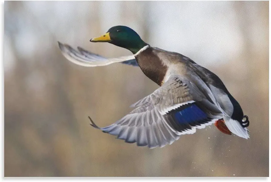 Flying Mallard Duck Picture Poster Mallard Duck in Flight Painting Wall Decoration Poster Canvas Painting Posters And Prints Wall Art Pictures for Living Room Bedroom Decor 08x12inch(20x30cm) Unframe