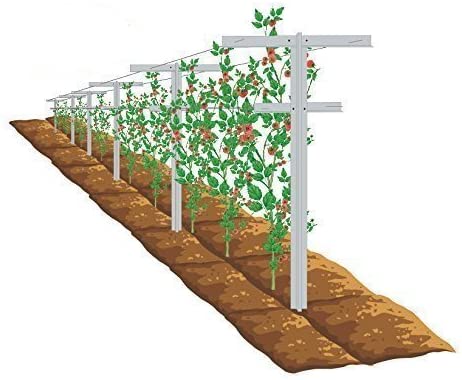 MRGARDEN 7-Feet, 4 Pack, Raspberry Trellis with Adjustable Arms, Raspberry Stake, Vineyard Trellis